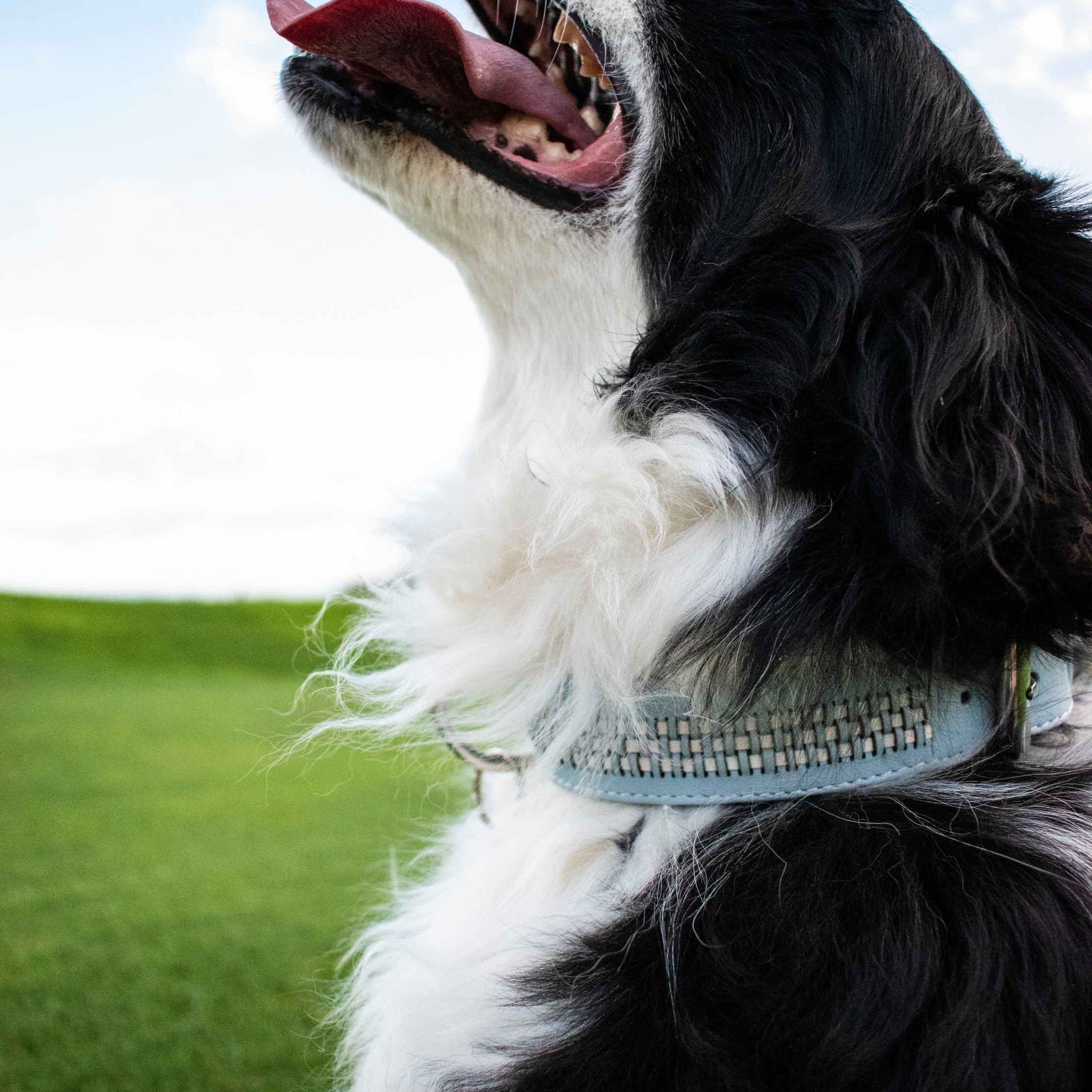 Collares Perros