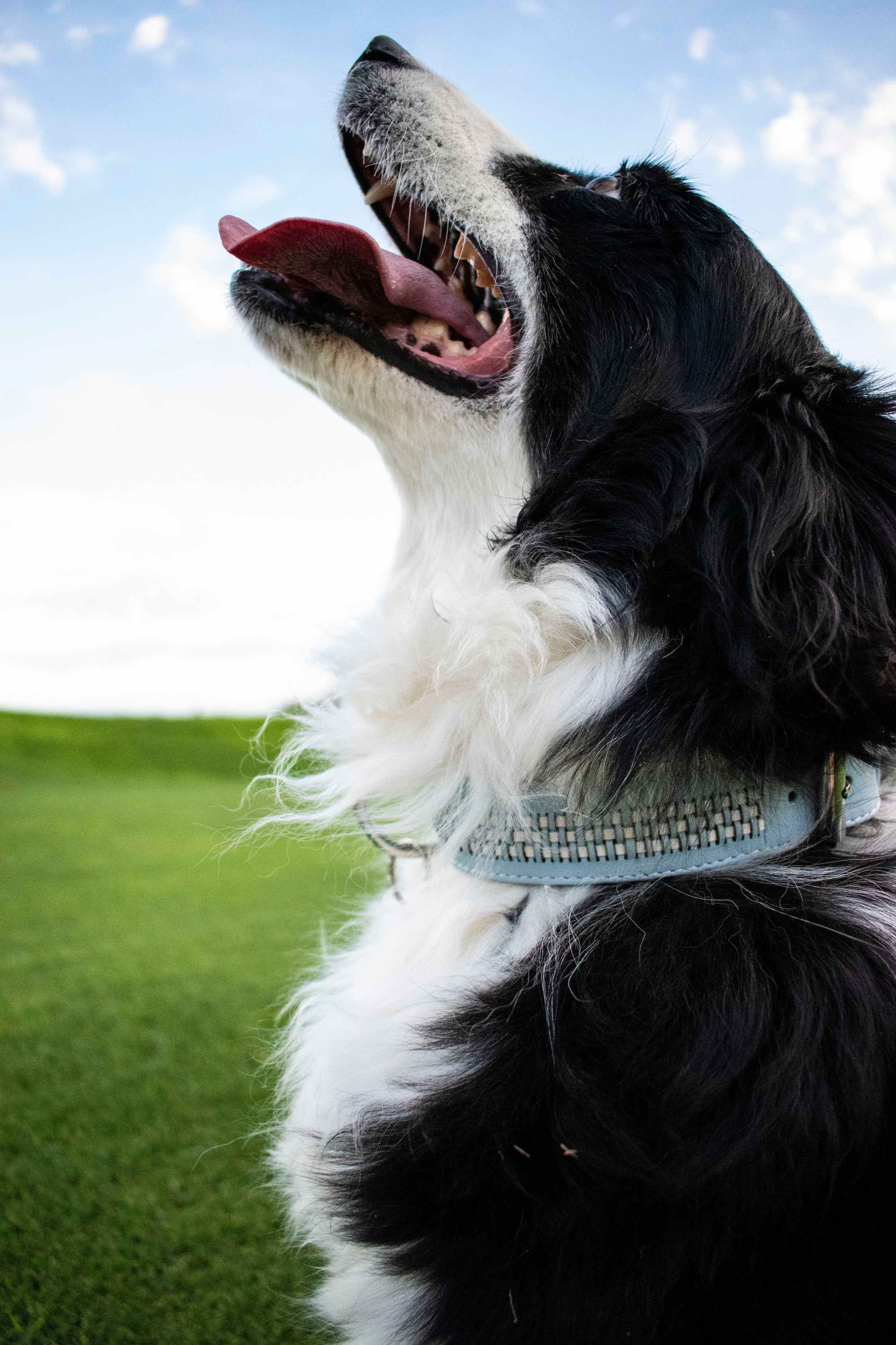 Collares Perros