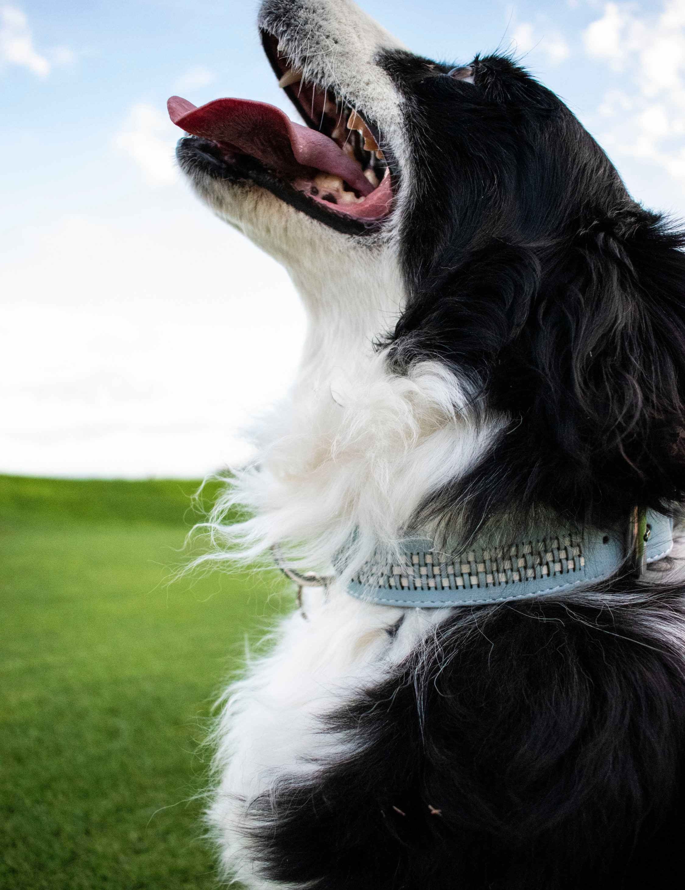 Collar_perro_zimba_azul_claro_Piel_Atrio_2.jpg